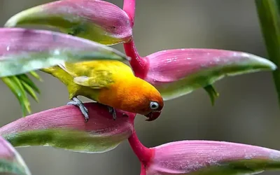 ambiente-adecuado-para-la-crianza-de-agapornis_h2_639.webp