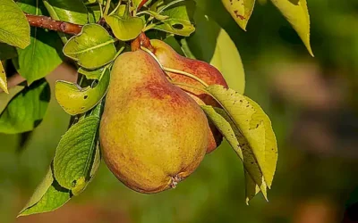 alimentos-sin-gluten-y-no-lacteos_h2_1632.webp