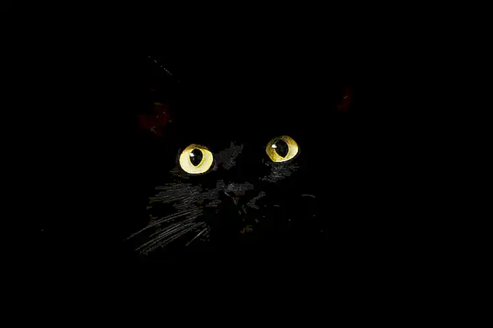 Observar el comportamiento del gato
