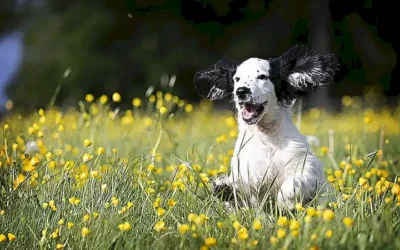 que-aspectos-considerar-al-elegir-un-perro-pequeno_h2_59.webp