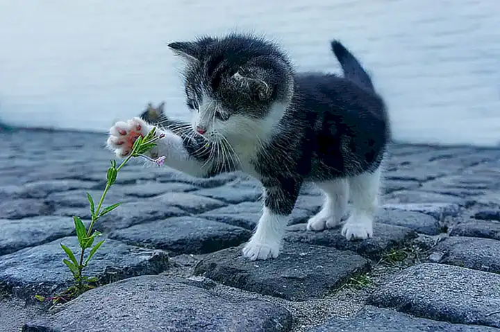 Opciones para entrenar al gato a no sufrir mal aliento