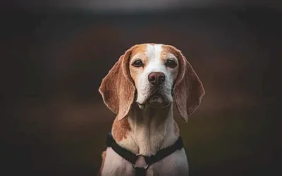 caracteristicas-fisicas-del-beagle_h2_149.webp