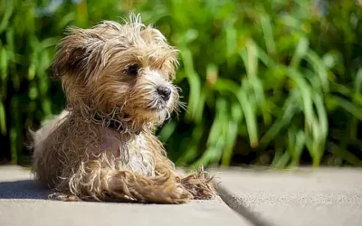 caracteristicas-fisicas-del-maltipoo_h2_85.webp