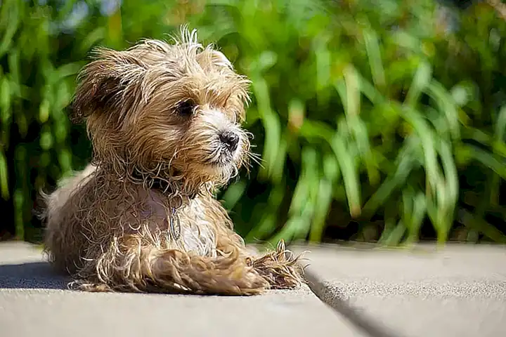 caracteristicas-fisicas-del-maltipoo_h2_85.webp