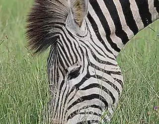 patrones-unicos-en-la-pelambre_h2_1716.webp