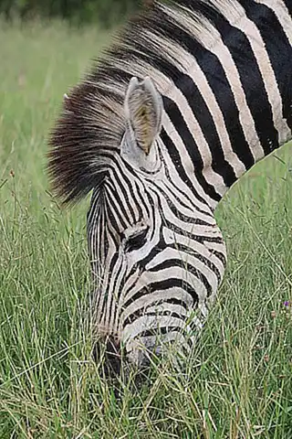 patrones-unicos-en-la-pelambre_h2_1716.webp