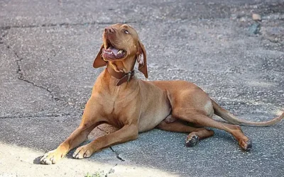 caracteristicas-fisicas-del-vizsla_h2_248.webp