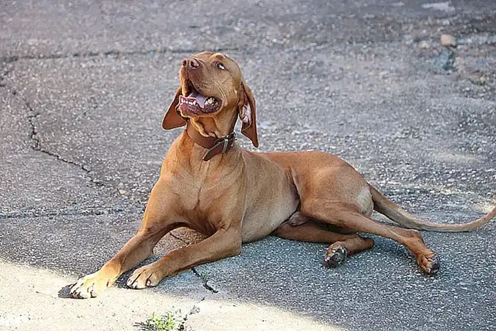Origen del vizsla o braco húngaro