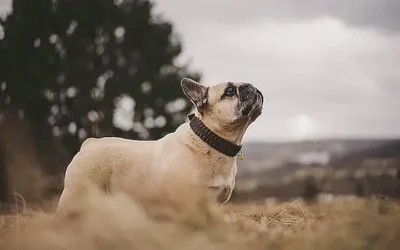 cuidados-basicos-del-bulldog-frances_h2_209.webp