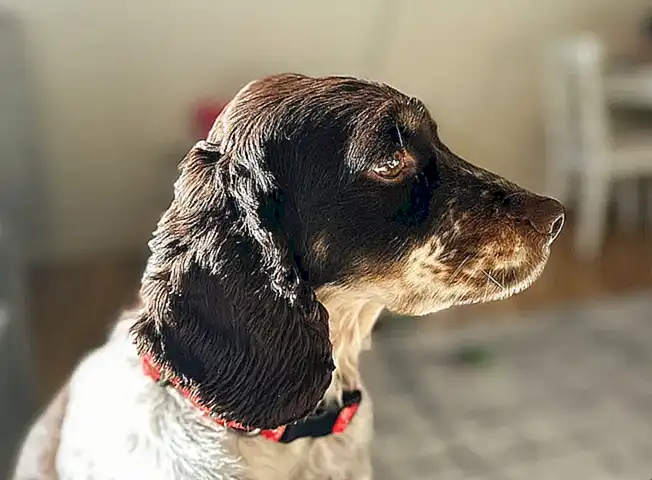Origen y características de los cocker spaniels