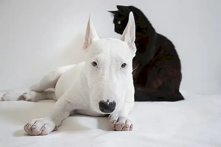 Origen y características del Biewer Terrier
