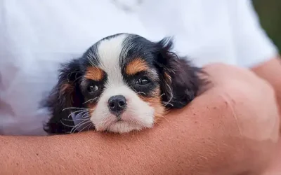 temperamento-y-personalidad-del-cavalier-king-charles-spaniel_h2_138.webp