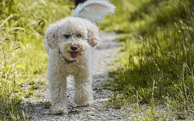 comportamiento-y-temperamento-del-caniche_h2_226.webp