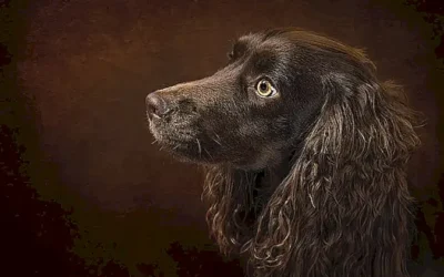 temperamento-y-personalidad-del-perro-spaniel-breton_h2_92.webp