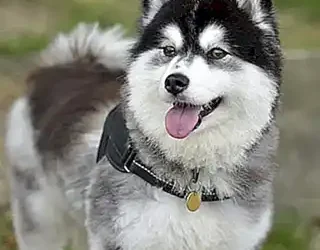 como-encontrar-un-criador-confiable-de-pomsky_h2_53.webp
