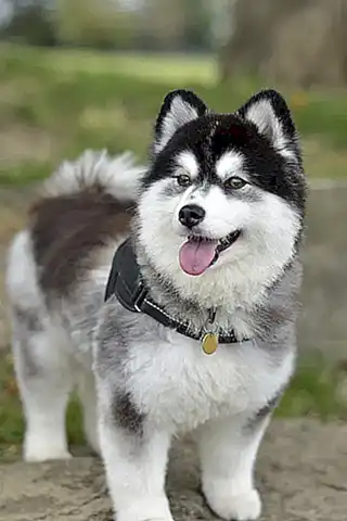como-encontrar-un-criador-confiable-de-pomsky_h2_53.webp