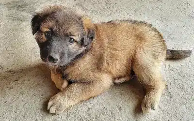 caracteristicas-fisicas-del-leonberger_h2_765.webp