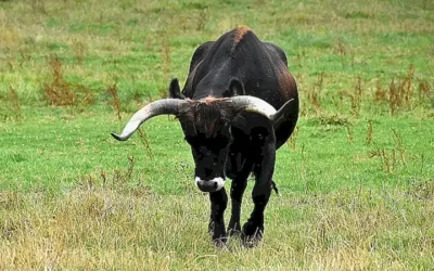 situacion-actual-y-peligro-de-extincion_h2_76.webp