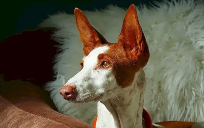 popularidad-del-podenco-como-mascota-en-espana_h2_88.webp