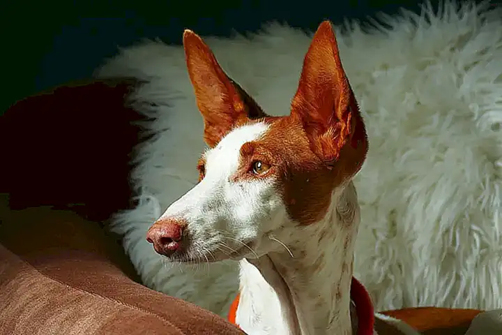 popularidad-del-podenco-como-mascota-en-espana_h2_88.webp