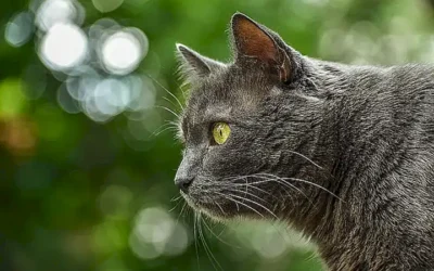 caracteristicas-fisicas-unicas_h2_1802.webp
