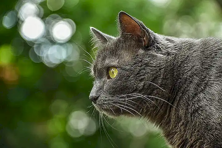 Orígenes históricos de la raza chartreux