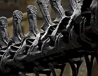 flexibilidad-en-la-columna-vertebral_h2_361.webp