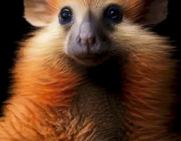 Magazine de Peludos.top showcases a diverse range of fascinating and informative articles about animals, providing inspiration and knowledge to those passionate about the animal kingdom.