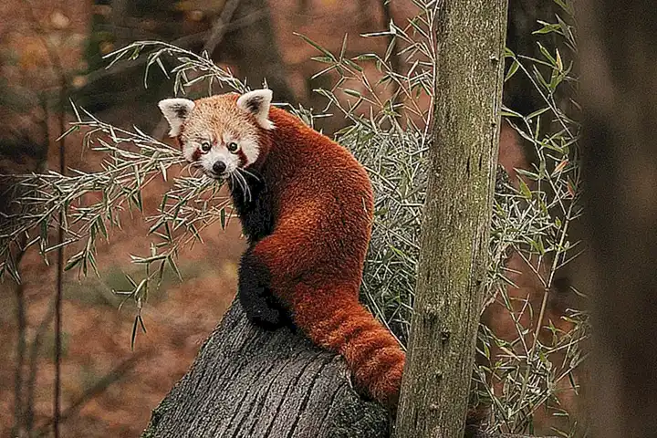 Panda Rojo