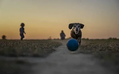 jardines-y-playas-caninas_h2_1744.webp