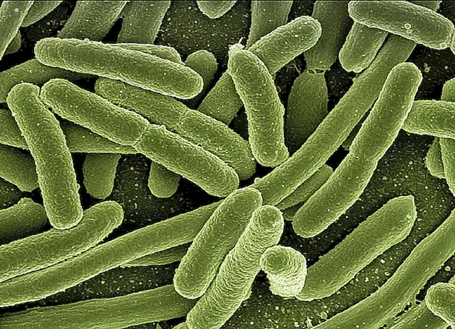 Patógenos bacterianos