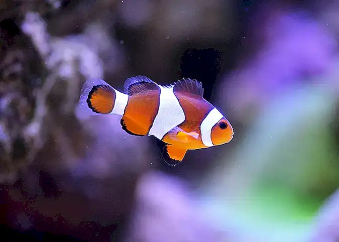 Peces payaso