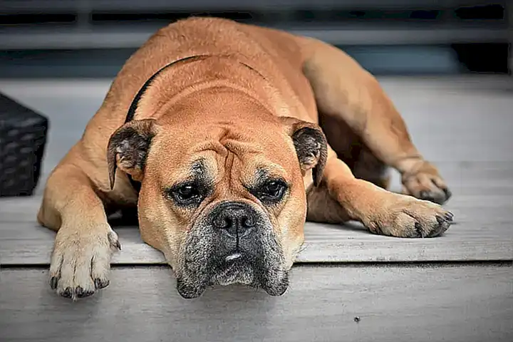 Pensar en soluciones a largo plazo para abordar la ansiedad o el aburrimiento del perro