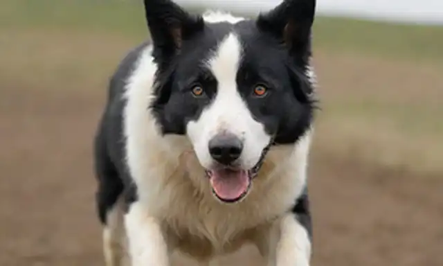 Un perro de ovejas de alta energía con mirada penetrante, enfoque intenso en la tarea, movimiento dinámico, agilidad en la acción, fuerte instinto de pastoreo, y un aire de lealtad y devoción, puesto en un fondo natural borroso o mudo