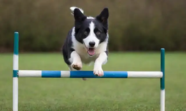 Una foto de un Collie Fronterizo en el aire, saltando sobre los obstáculos, con una bola o juguete volando por el aire; una mirada de oveja; una composición dinámica; tonos verdes y azules vibrantes; fondo borroso para enfatizar el movimiento de los sujetos; iluminación caliente en los perros cara