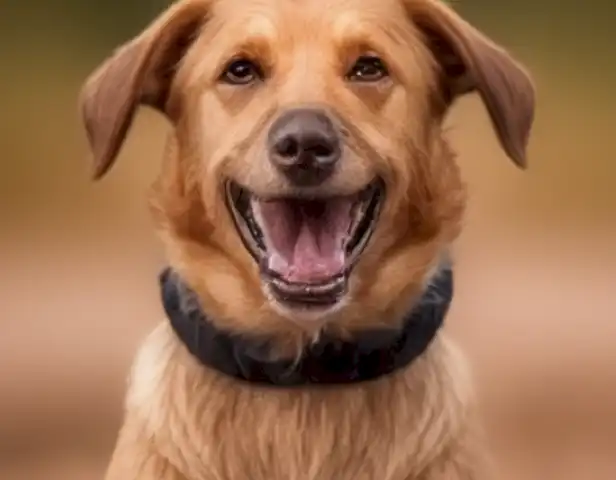 image of the article Guía completa para entrenar perros agresivos: consejos y ejercicios efectivos should show clear, actionable steps for training aggressive dogs, along with relevant images and illustrations.
