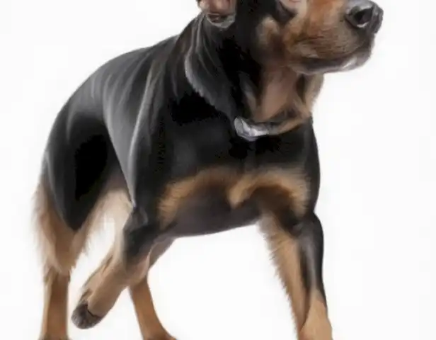 image of a comprehensive guide for training aggressive dogs, featuring clear instructions and illustrations.