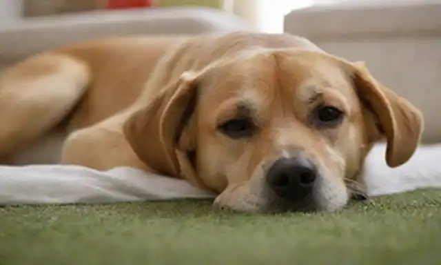 Un perro tranquilo tumbado en una cama, hierba o piso; con ojos cerrados, orejas relajadas y cola; en una pose suave que sugiere contentamiento; posiblemente rodeado de juguetes u otros objetos de confort; enfoque suave con iluminación natural