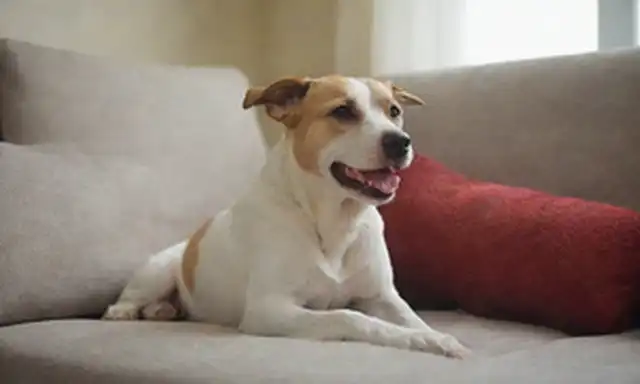 Un perro feliz con una nariz roja, sentado en un sofá suave, rodeado de almohadas y mantas, con un fondo tranquilo de un salón soleado