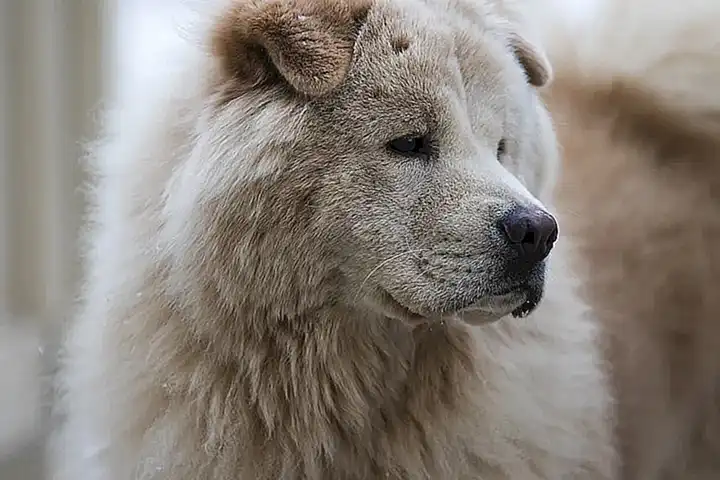 Personalidad y temperamento del chow chow azul