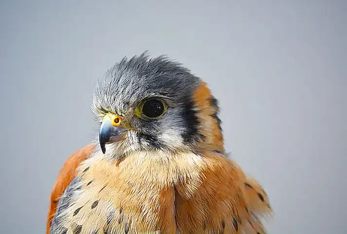 Pico