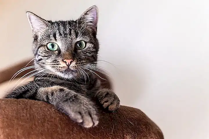 Platos para gatos