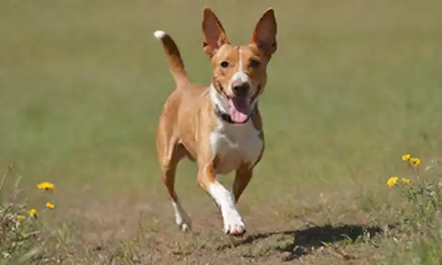 Un perro de raza Podenco en movimiento, corriendo o saltando con alegría, en un terreno soleado, rodeado de flores silvestres, con una gran sonrisa y cola ondulante, posiblemente llevando una pelota o juguete, transmitiendo un sentido de energía, juguetonidad y afecto