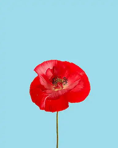 Poppy