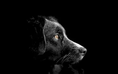 el-husky-siberiano-y-su-famosa-mirada-azul_h2_188.webp