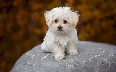 herramientas-necesarias-para-limpiar-los-ojos-de-tu-bichon-maltes_h2_189.webp