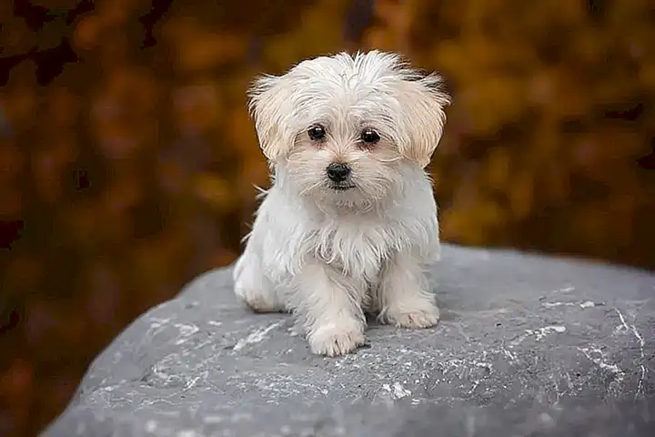 herramientas-necesarias-para-limpiar-los-ojos-de-tu-bichon-maltes_h2_189.webp