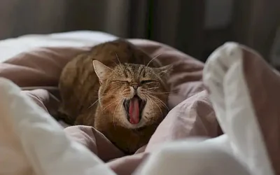 caracteristicas-fisicas-que-pueden-indicar-el-genero-de-un-gato_h2_213.webp