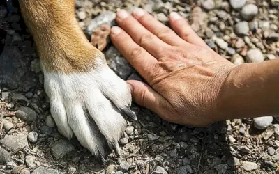 consecuencias-de-las-quemaduras-en-las-almohadillas-de-los-perros_h2_32.webp