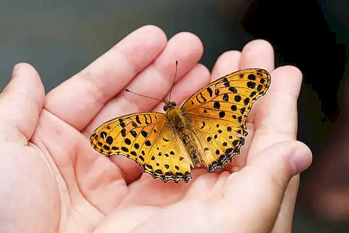 ¿Por qué las mariposas son importantes para la naturaleza?